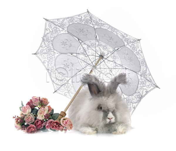 사람없음 JPG 포토 해외이미지 긴머리 꽃 반려동물 설치류 양산 우산 토끼 해외202105 회색 흰배경