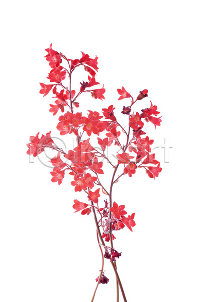 사람없음 JPG 포토 해외이미지 꽃 벚꽃 분홍색 식물 원예 해외202105 흰배경