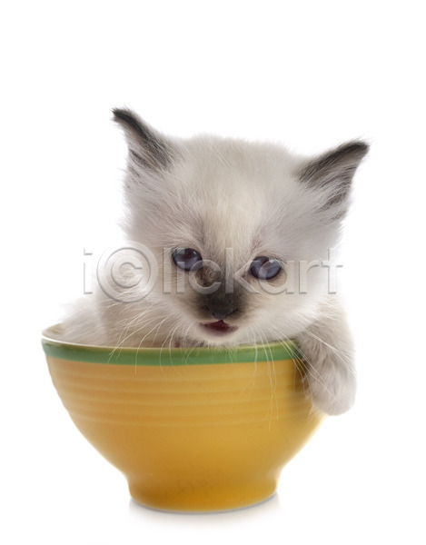 사람없음 JPG 포토 해외이미지 고양이 반려동물 찻잔 해외202105 흰배경