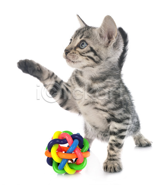 사람없음 JPG 포토 해외이미지 고양이 공 반려동물 은색 장난감 해외202105 회색 흰배경