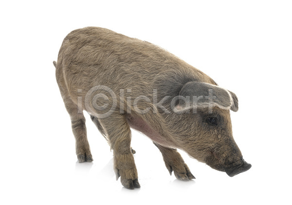 사람없음 아기 JPG 포토 해외이미지 돼지 반려동물 코트 해외202105 흰배경