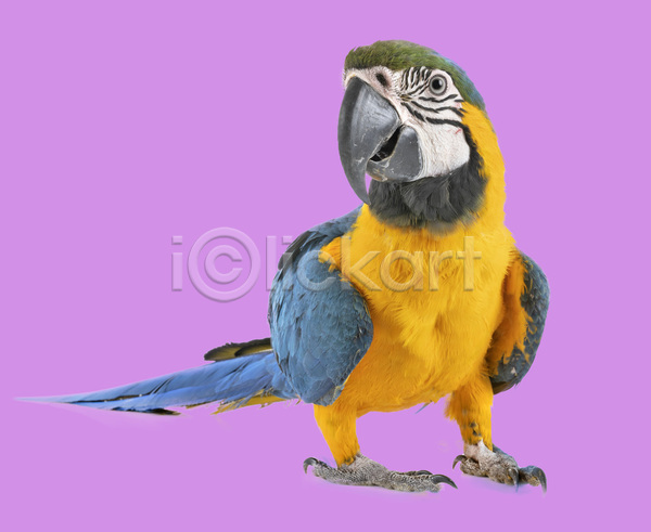 사람없음 JPG 포토 해외이미지 노란색 반려동물 백그라운드 분홍색 앵무새 조류 파란색 해외202105