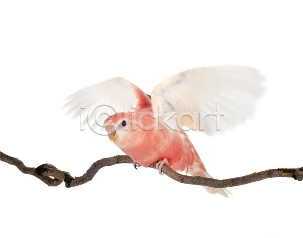 사람없음 JPG 포토 해외이미지 나뭇가지 분홍색 앉기 앵무새 조류 해외202105 흰배경