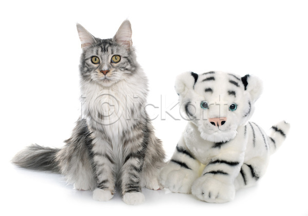 사람없음 JPG 포토 해외이미지 2 고양이 반려동물 오브젝트 은색 장난감 큼 해외202105 호랑이 회색 흰배경
