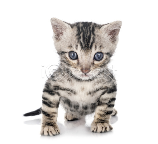 사람없음 JPG 포토 해외이미지 고양이 반려동물 은색 해외202105 회색 흰배경