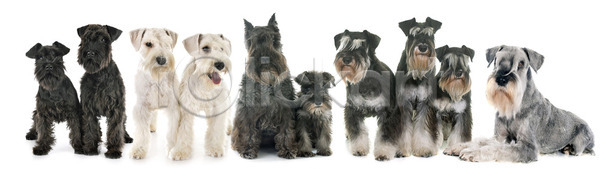사람없음 성인 JPG 포토 해외이미지 8 강아지 개 반려동물 표준 해외202105 회색 흰배경