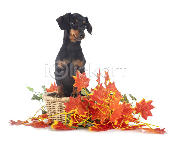 사람없음 JPG 포토 해외이미지 가을(계절) 강아지 개 닥스훈트 바구니 반려동물 잎 해외202105 흰배경