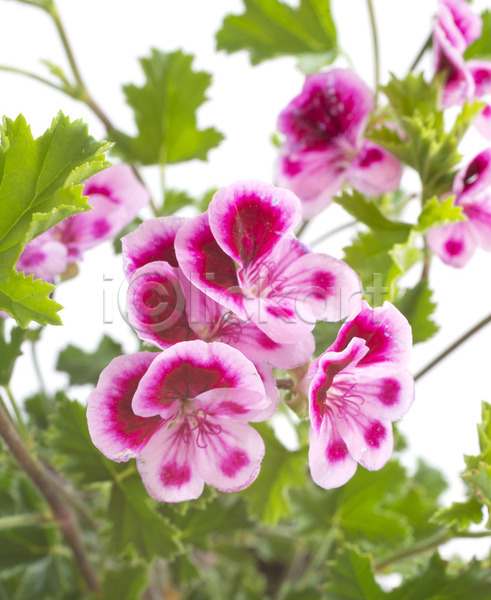 사람없음 JPG 포토 해외이미지 꽃 분홍색 식물 악취 영원 제라늄 해외202105 향기 흰배경