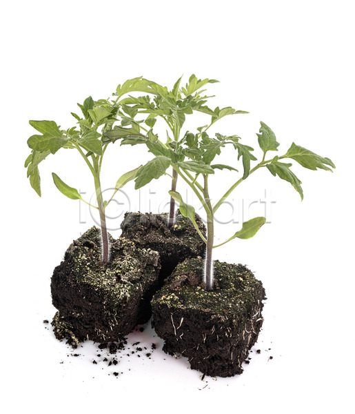 사람없음 JPG 포토 해외이미지 모종 발사 새싹 식물 원예 잎 정원 채소 토마토 해외202105 흰배경