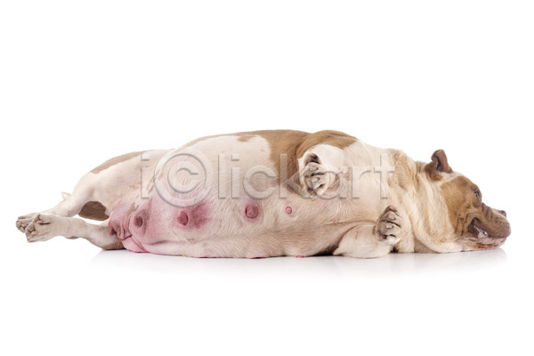 사람없음 성인 JPG 포토 해외이미지 강아지 개 반려동물 불독 비만 임신 젖 주머니 큼 해외202105 흰배경 힘