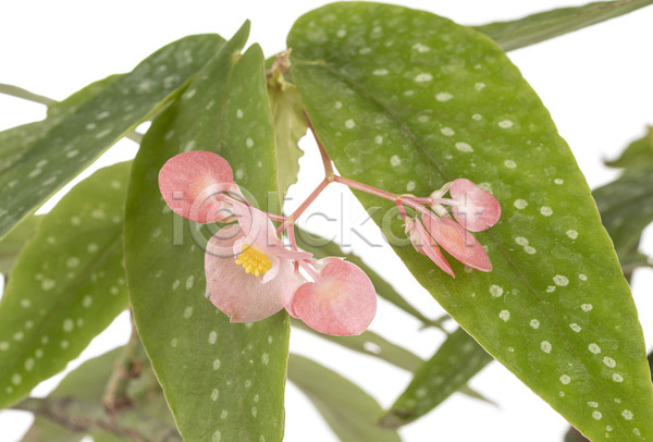 사람없음 JPG 포토 해외이미지 꽃 냄비 분홍색 식물 잎 해외202105 흰배경