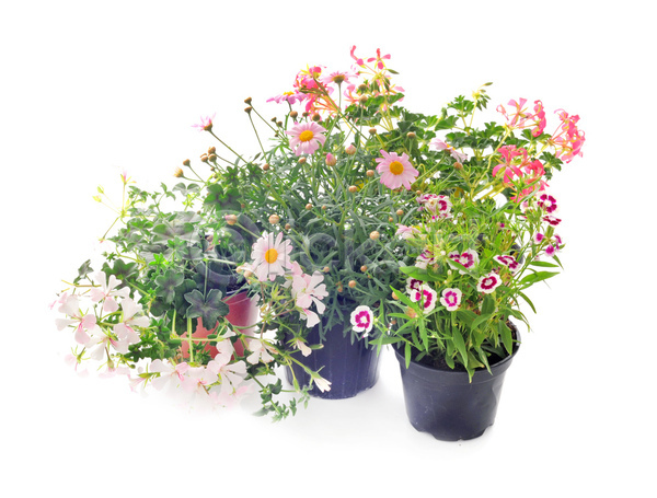사람없음 JPG 포토 해외이미지 꽃 꽃잎 보라색 분홍색 식물 원예 초록색 해외202105 화분 흰배경