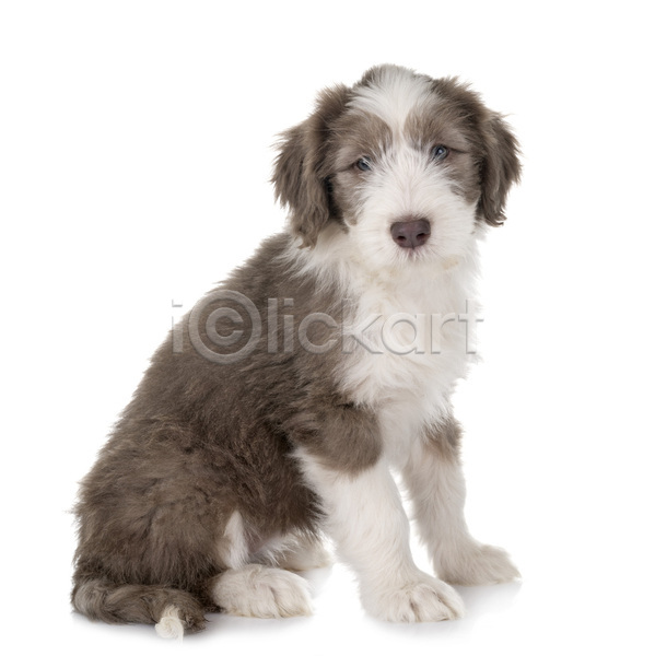 사람없음 JPG 포토 해외이미지 강아지 개 긴머리 반려동물 해외202105 회색 흰배경