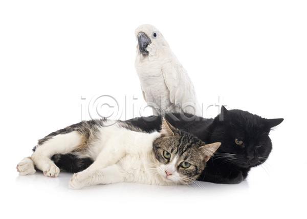 사람없음 JPG 포토 해외이미지 3 고양이 반려동물 앵무새 얼룩무늬 조류 해외202105 흰배경