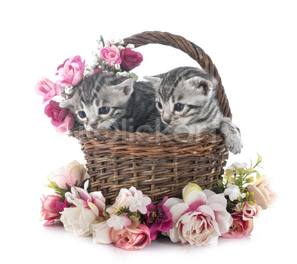 사람없음 JPG 포토 해외이미지 고양이 꽃 무료이미지 바구니 반려동물 은색 해외202105 회색 흰배경