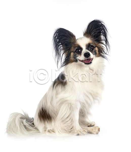 사람없음 JPG 포토 해외이미지 강아지 개 귀 긴머리 반려동물 삼색 해외202105 흰배경