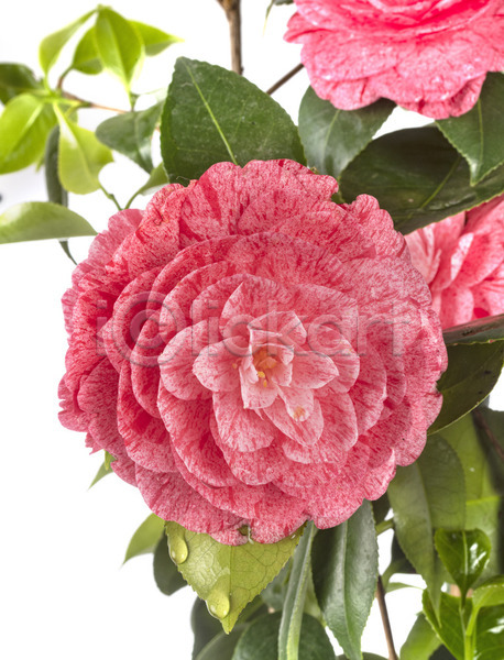 사람없음 JPG 포토 해외이미지 개화 꽃 냄비 무료이미지 분홍색 식물 원예 정원 해외202105 흰배경