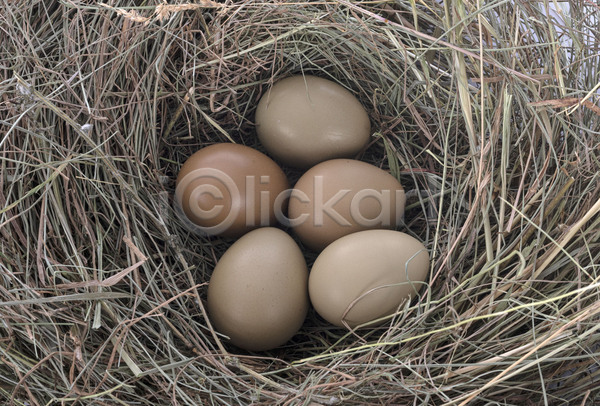 사람없음 JPG 포토 해외이미지 계란 꿩 둥지 무료이미지 요리 음식 해외202105 흰배경