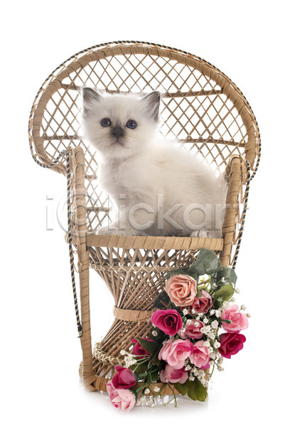 사람없음 JPG 포토 해외이미지 고양이 꽃 등나무 반려동물 의자 해외202105 흰배경