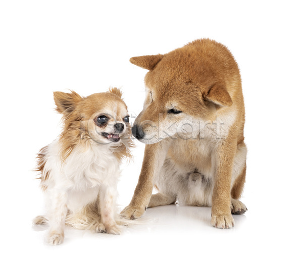 분노 사람없음 JPG 포토 해외이미지 2 강아지 개 냄새 반려동물 일본 치아 치와와 해외202105 흰배경
