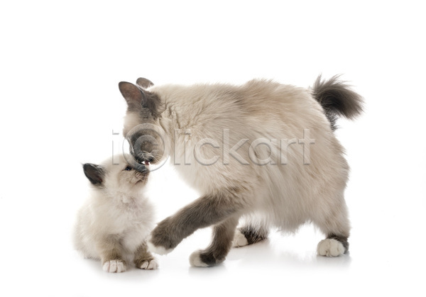 사람없음 성인 JPG 포토 해외이미지 2 고양이 반려동물 엄마 친절 핥기 해외202105 흰배경