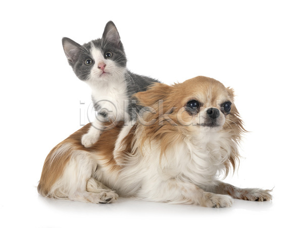 사람없음 JPG 포토 해외이미지 2 강아지 개 고양이 반려동물 치와와 해외202105 회색 흰배경