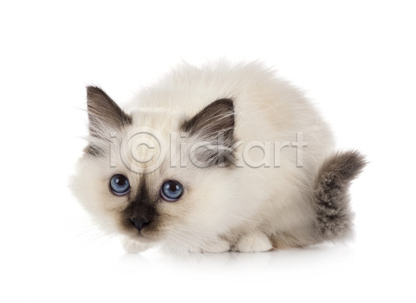 사람없음 JPG 포토 해외이미지 고양이 반려동물 해외202105 흰배경