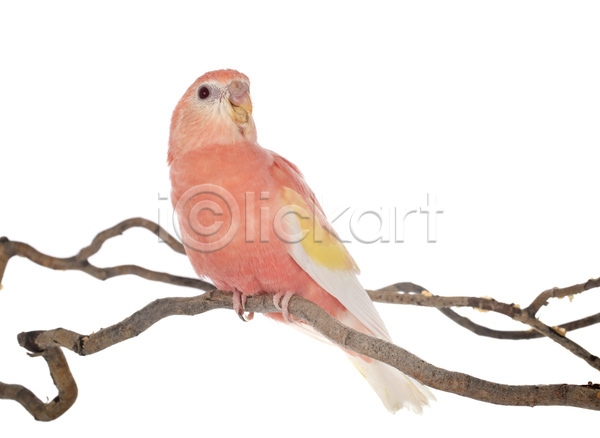사람없음 JPG 포토 해외이미지 나뭇가지 분홍색 앉기 앵무새 조류 해외202105 흰배경
