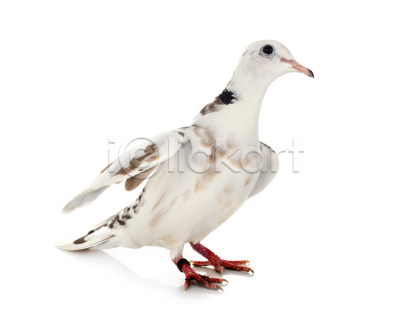 사람없음 JPG 포토 해외이미지 비둘기 조류 해외202105 흰배경