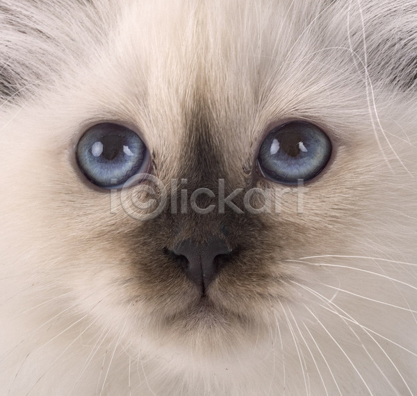사람없음 JPG 포토 해외이미지 고양이 눈(신체부위) 닫기 머리 반려동물 파란색 해외202105 흰배경