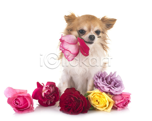 사람없음 JPG 포토 해외이미지 강아지 개 결혼 꽃 반려동물 생일 장미 치와와 해외202105 흰배경