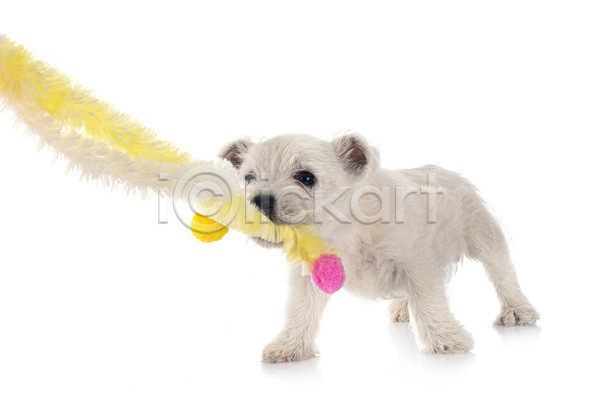 사람없음 JPG 포토 해외이미지 강아지 개 반려동물 장난감 해외202105 흰배경