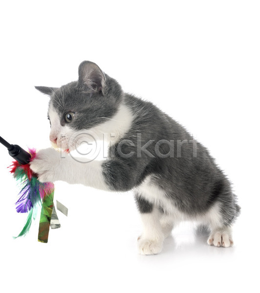 사람없음 JPG 포토 해외이미지 고양이 깃털 반려동물 장난감 해외202105 회색 흰배경