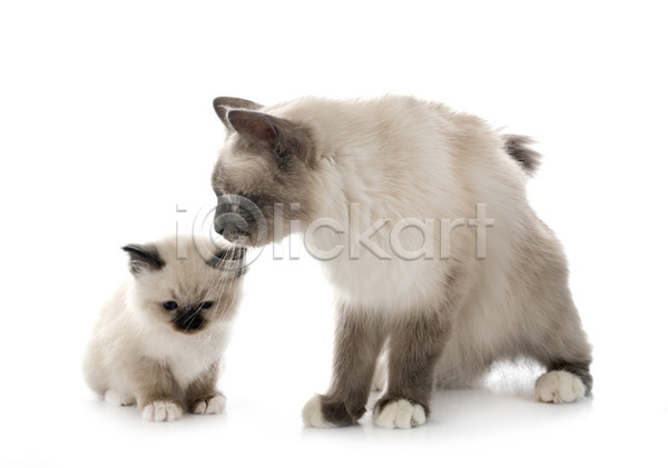 사람없음 성인 JPG 포토 해외이미지 2 고양이 반려동물 엄마 해외202105 흰배경