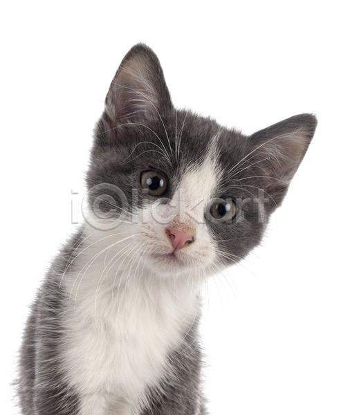 사람없음 JPG 포토 해외이미지 고양이 머리 반려동물 해외202105 회색 흰배경