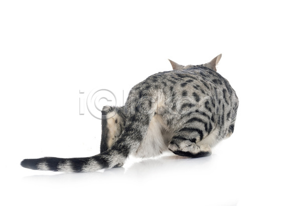 사람없음 JPG 포토 해외이미지 고양이 기어가기 반려동물 은색 해외202105 회색 흰배경