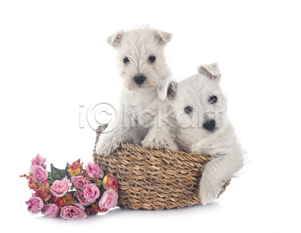사람없음 JPG 포토 해외이미지 2 강아지 개 꽃 바구니 반려동물 커플 해외202105 흰배경