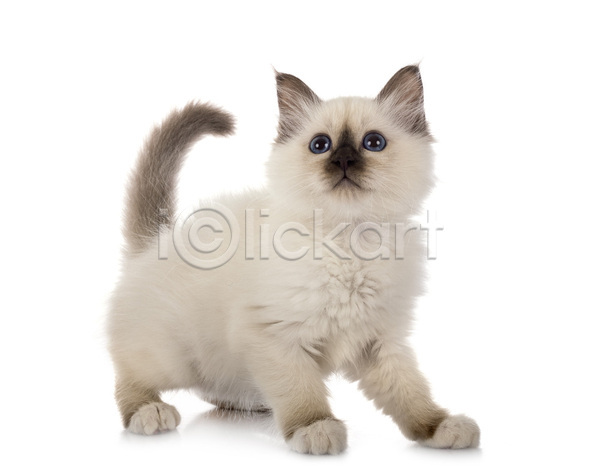 사람없음 JPG 포토 해외이미지 고양이 반려동물 해외202105 흰배경