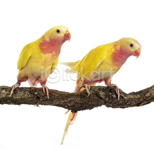 사람없음 JPG 포토 해외이미지 2 나뭇가지 노란색 앵무새 잉꼬 조류 커플 해외202105 흰배경