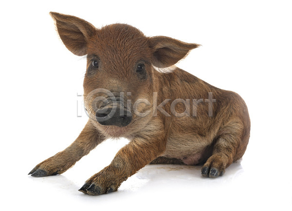 사람없음 아기 JPG 포토 해외이미지 돼지 반려동물 코트 해외202105 흰배경