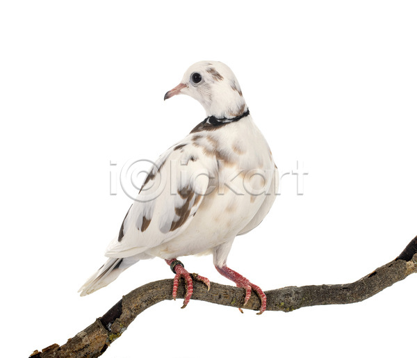 사람없음 JPG 포토 해외이미지 나뭇가지 무료이미지 비둘기 앉기 조류 해외202105 흰배경