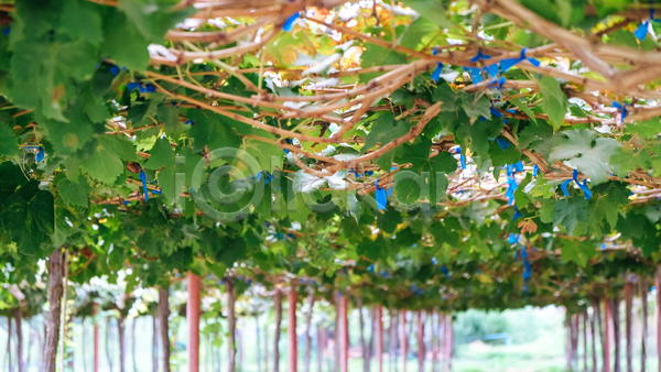 사람없음 JPG 포토 해외이미지 농장 마을 모라비아 백그라운드 야외 양조장 와인 잎 정부 정원 포도 포도밭 풍경(경치) 해외202105 햇빛