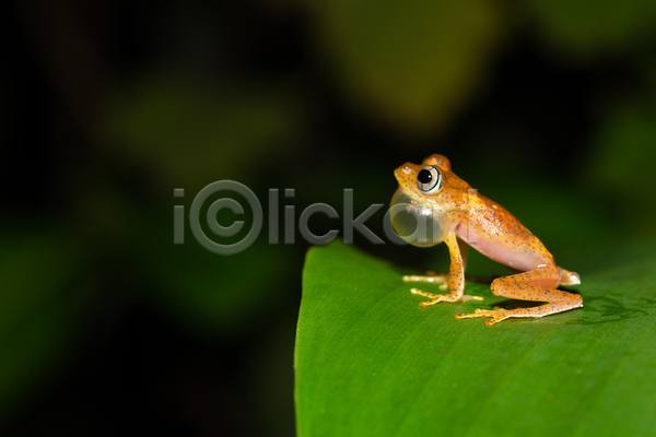 뜨거움 사람없음 JPG 포토 해외이미지 개구리 국립공원 나무 동물 마다가스카르 멀리 물 빨간색 숲 아프리카 야생동물 양서류 열대 잎 자연 해외202105