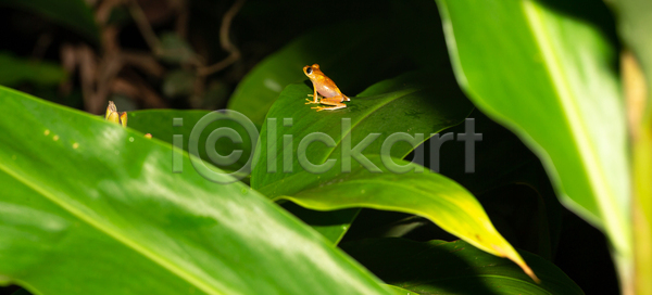뜨거움 사람없음 JPG 포토 해외이미지 개구리 국립공원 나무 동물 마다가스카르 멀리 물 빨간색 숲 아프리카 야생동물 양서류 열대 잎 자연 해외202105