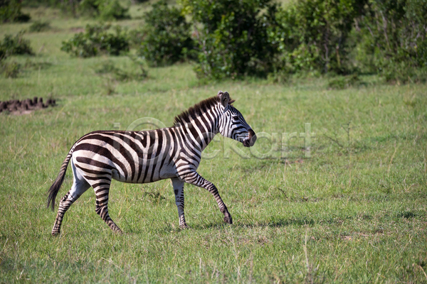 군중 사람없음 JPG 포토 해외이미지 게임 동물 사바나 서기 아프리카 야생동물 야외 얼룩말 자연 줄무늬 초식동물 케냐 탄자니아 패턴 평야 포유류 해외202105