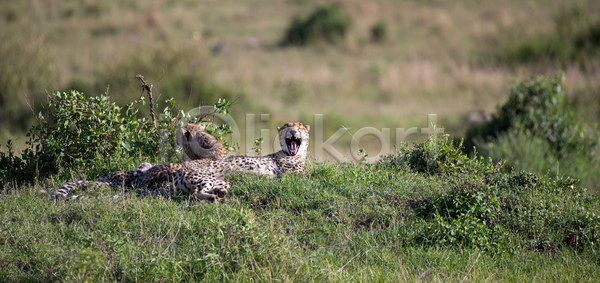 보호 사람없음 아기 JPG 포토 해외이미지 가족 게임 남쪽 동물 사냥 사냥꾼 사바나 새끼 세렝게티 속도 아프리카 야생동물 엄마 육식동물 자연 점 치타 케냐 큼 탄자니아 포유류 표범 해외202105 해외포토 황금