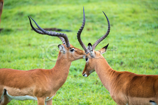 사람없음 JPG 포토 해외이미지 가젤 나미비아 동물 램 머리 보츠와나 빨간색 뿔 사슴 아프리카 야생동물 야외 영양 자연 초식동물 포유류 해외202105