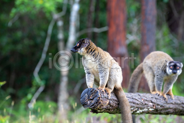 사람없음 JPG 포토 해외이미지 가로 나무 동물 마다가스카르 빨간색 숲 아프리카 야생동물 야외 여우원숭이 자연 포유류 해외202105