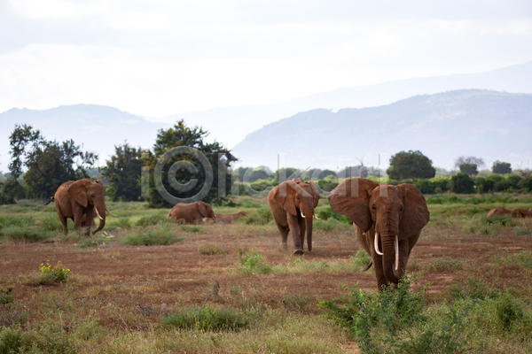 군중 사람없음 아기 JPG 포토 해외이미지 가족 걷기 그룹 동물 사바나 상아 아프리카 야생동물 야외 자연 케냐 코끼리 큼 탄자니아 포유류 풍경(경치) 하늘 해외202105 환경