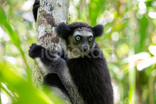 사람없음 JPG 포토 해외이미지 꼬리 나무 노래 동물 마다가스카르 숲 아프리카 야생동물 여우원숭이 자연 큼 포유류 해외202105
